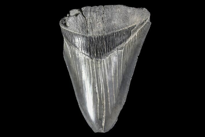 Partial, Fossil Megalodon Tooth #89405